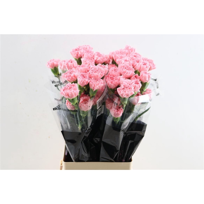 <h4>Di St Betsy</h4>