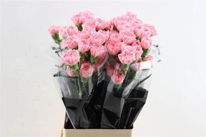 <h4>Di St Bizet</h4>