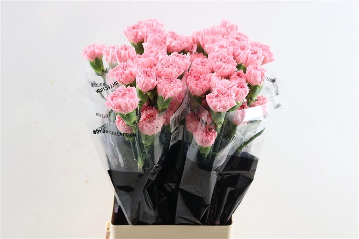 <h4>Di St Betsy</h4>