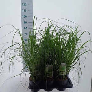Pennisetum alopecuroides