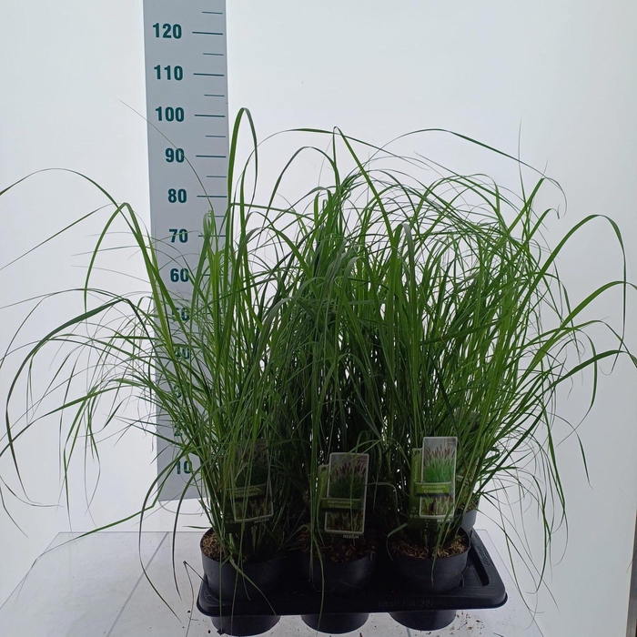 <h4>Pennisetum alopecuroides</h4>