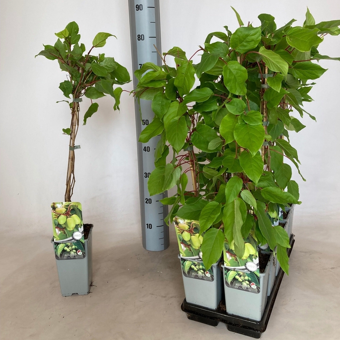 <h4>ACTIN ARGUTA</h4>