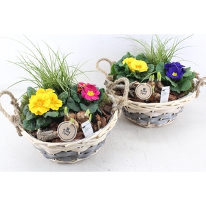 arr4 Primula PL - Mand Pioni XL