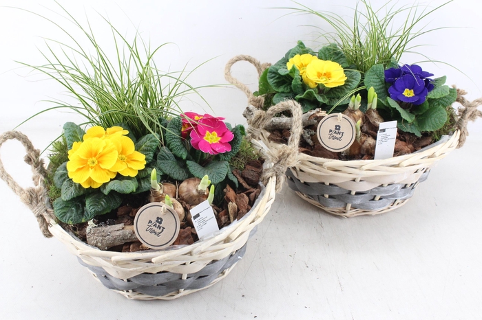 <h4>arr4 Primula PL - Mand Pioni XL</h4>