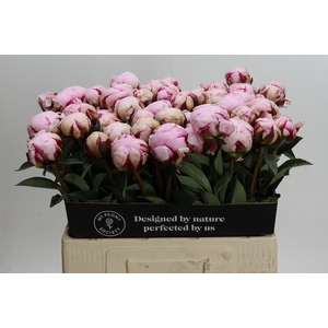 Paeonia Reine Hortense Xxl