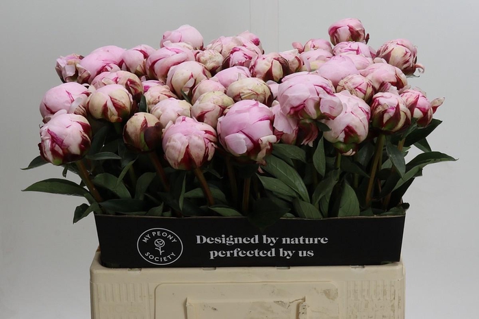 <h4>Paeonia Reine Hortense XXL</h4>