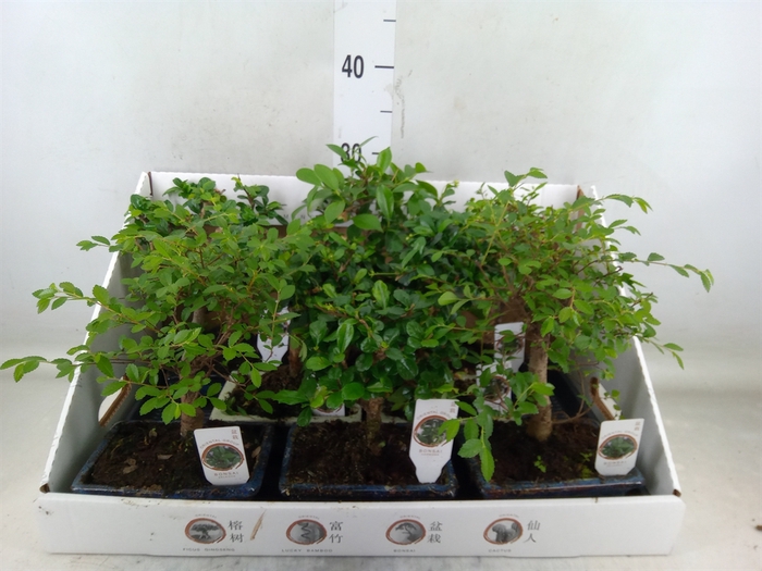 <h4>Bonsai   ...mix</h4>