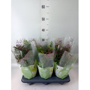 Jasminum polyanthum   ...rose