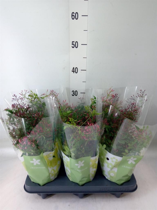 <h4>Jasminum polyanthum   ...rose</h4>