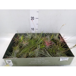 Tillandsia