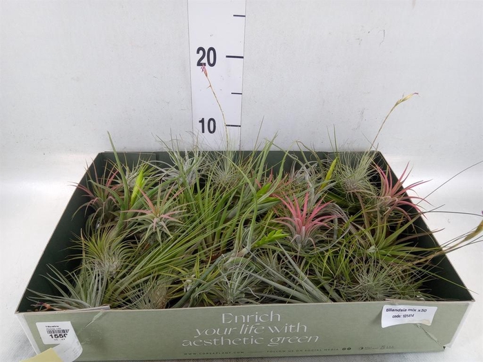 <h4>Tillandsia</h4>