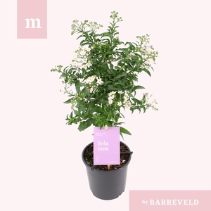 Solanum Jasminoides stam