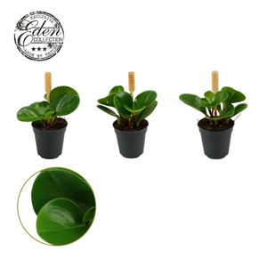 Peperomia Obtusifolia Groen 5,5cm