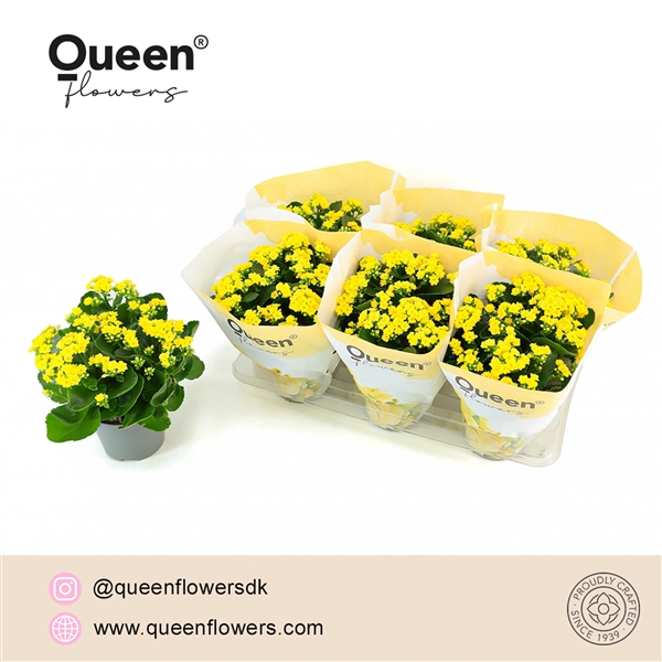 <h4>Kalanchoe Raelynn Geel P14 Queen</h4>