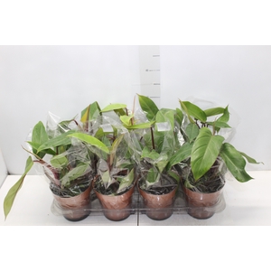 PHILODENDRON ERUBESCENS RED EMERALD P15