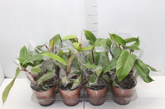 PHILODENDRON ERUBESCENS RED EMERALD P15