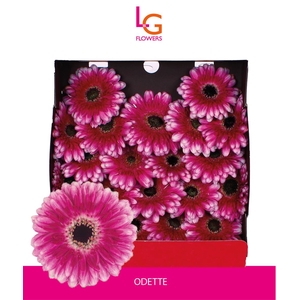 Germini Odette Diamond