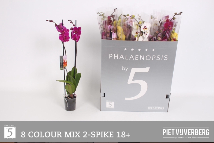 <h4>PHAL GEM 8 KL</h4>