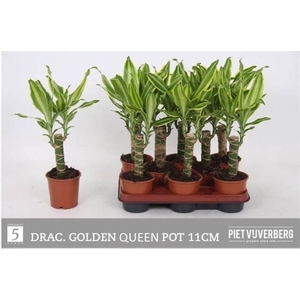 Dracaena frag. 'Golden Queen'