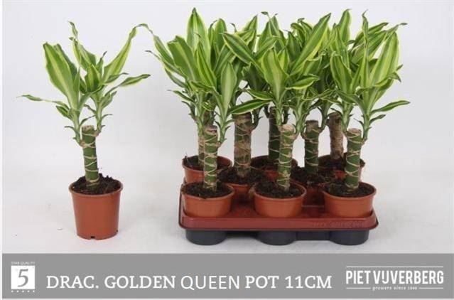 <h4>Dracaena frag. 'Golden Queen'</h4>