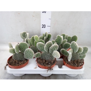 Opuntia microdasys 'Albispina'