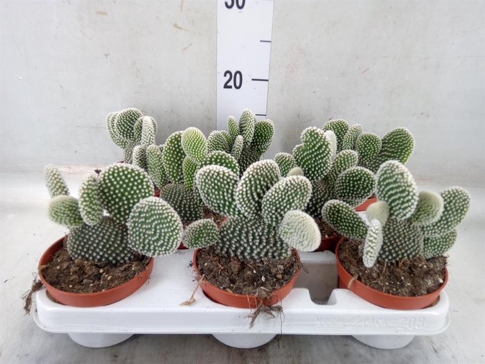 <h4>Opuntia microdasys 'Albispina'</h4>