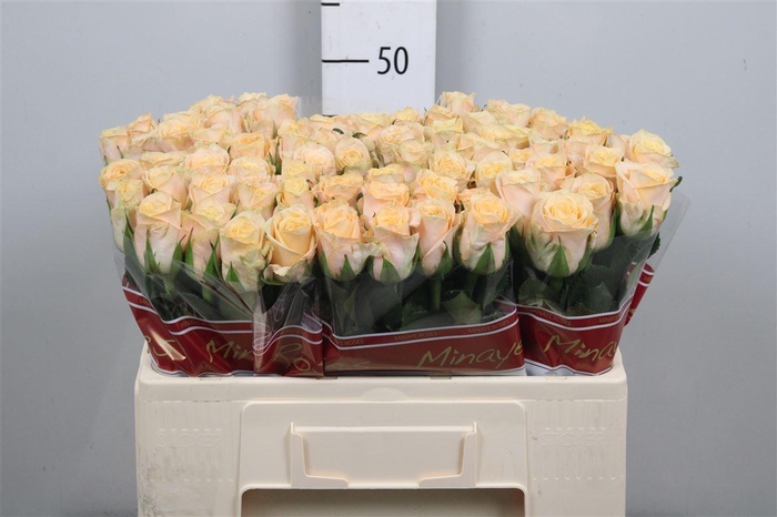 <h4>R Gr Top Fair!</h4>