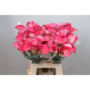Calla Captain Romance Kallaland