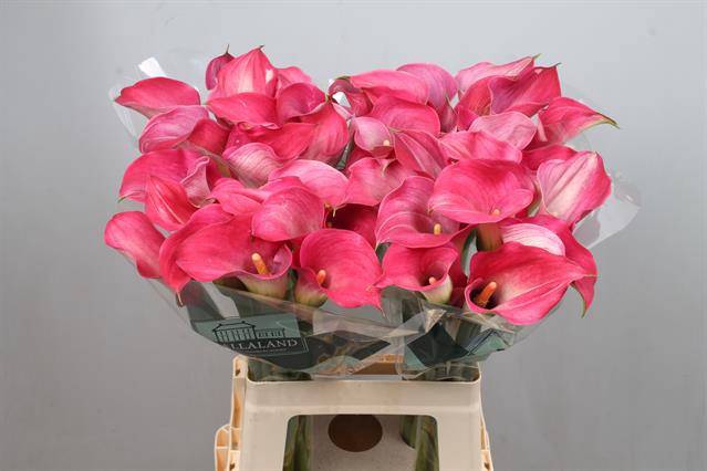 <h4>Calla Captain Romance Kallaland</h4>