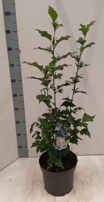 <h4>HIBISCUS SYRIACUS</h4>