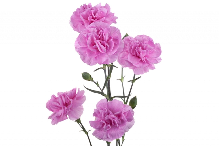 <h4>DI TR LILAC MELISSA</h4>