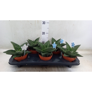 xGasteraloe  'Tiki Zilla'