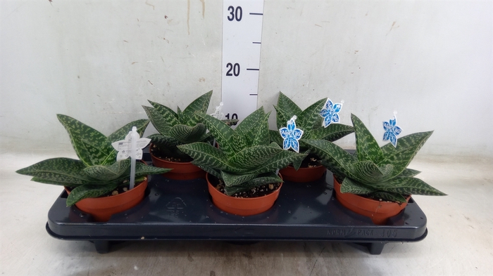 <h4>xGasteraloe  'Tiki Zilla'</h4>