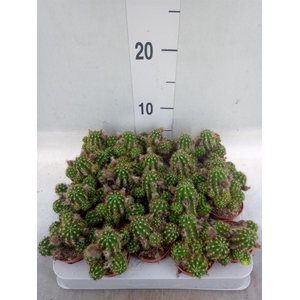 Chamaecereus  'Ubink Red'