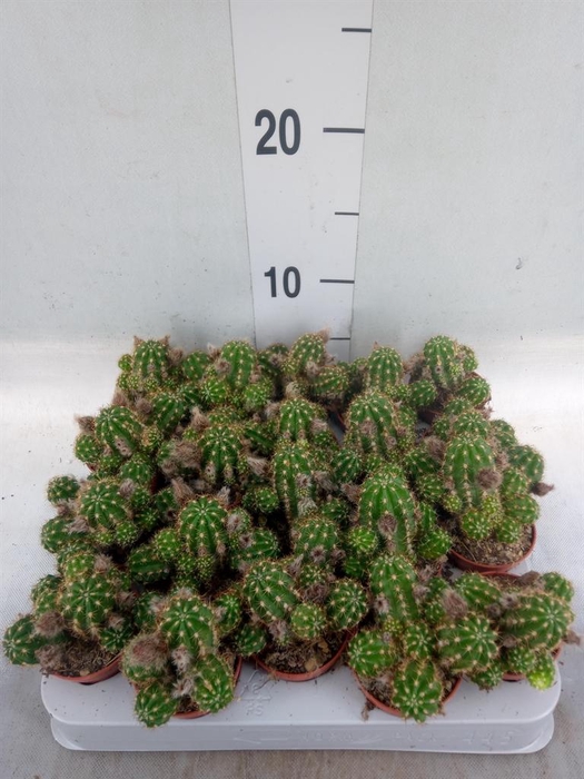 <h4>Chamaecereus  'Ubink Red'</h4>