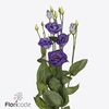 Lisianthus do rosita blue