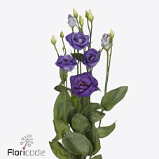 <h4>Lisianthus do rosita blue</h4>