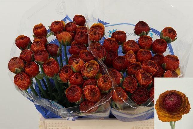 <h4>RAN SU NERONE</h4>