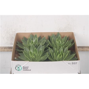 Echeveria Miranda X4