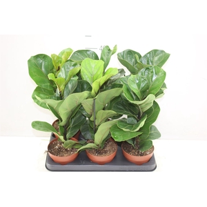 Ficus Lyrata