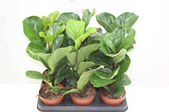 <h4>Ficus Lyrata</h4>