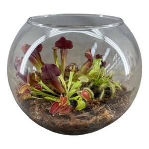 VLEESETENDE PLANTEN