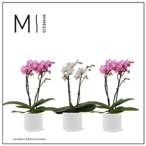 Phalaenopsis Charming Mix 2 spike – 7cm in Atlanta White | Mimesis