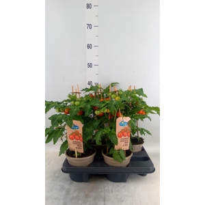 Solanum lycopersicum   ...