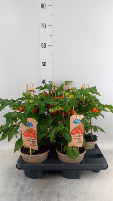 <h4>Solanum lycopersicum   ...</h4>