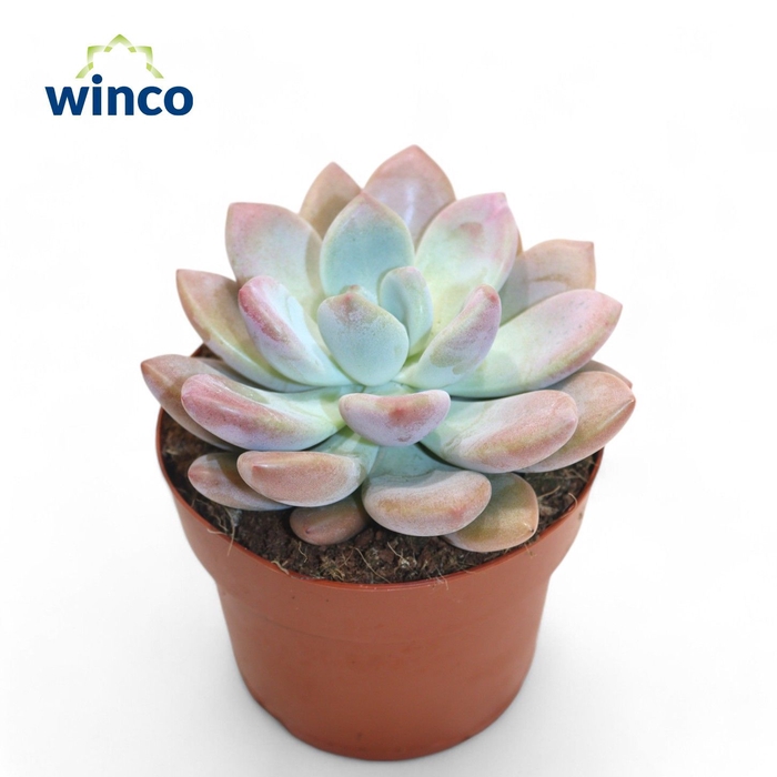 <h4>Graptoveria Opalina</h4>