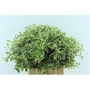 Pitto Nigra 150 Gram