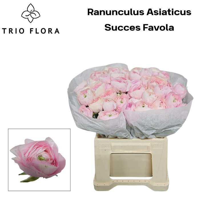 <h4>RAN SU FAVOLA 566</h4>