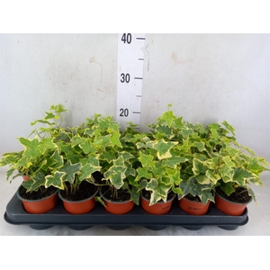 Hedera helix 'Goldchild'