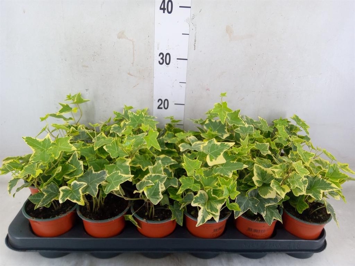 <h4>Hedera helix 'Goldchild'</h4>